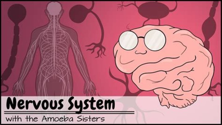 
Amoeba Sisters Age, Birthday, Wikipedia, Who, Nationality, Biography 