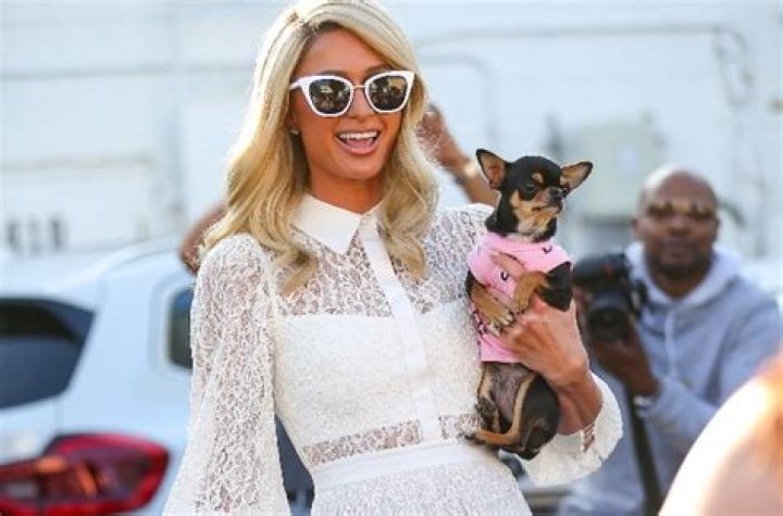 
Paris Hilton’s Dog Diamond Baby Goes Missing, Big Reward Offered for Return 